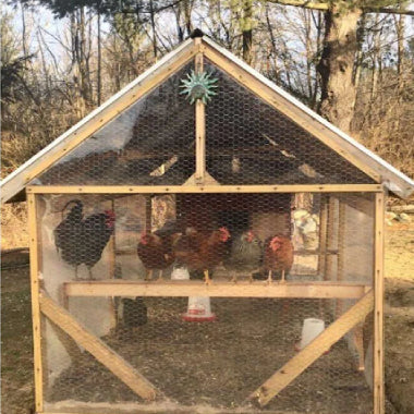 Clear Vinyl Chicken Coop